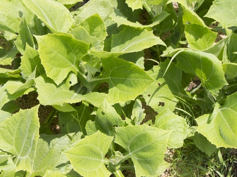 【栽培期間中　農薬不使用】見た目と違うシャキシャキ食感のヤーコン(1kg)