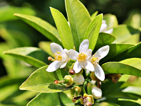 【春を告げる、完熟の味】清見（きよみ）タンゴール　２ｋｇ ご家庭用 農薬不使用 自然栽培 愛媛県