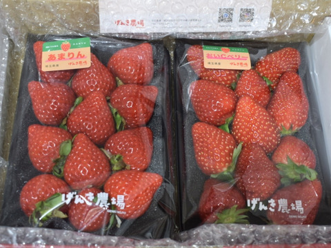 【完熟・食べ比べ】あまりん VS 農場長おすすめ品種！【いちご食べ比べ】