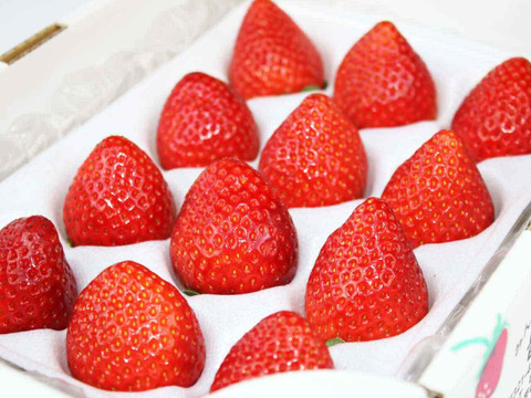 (1P)約280g【いちご・とちあいか】安心新パッケージ★甘さ増量●栃木県産いちご●お届け日指定可