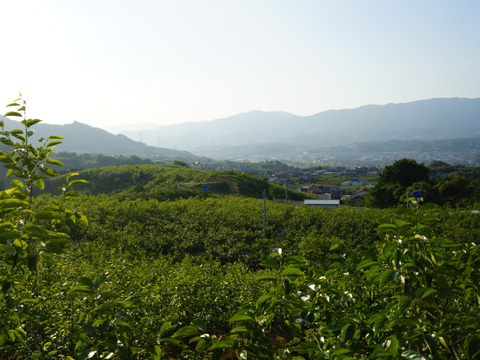 あま～い和歌山晩秋の味　富有柿　家庭用　家族お腹いっぱいなる大箱（100サイズ）25～40個入