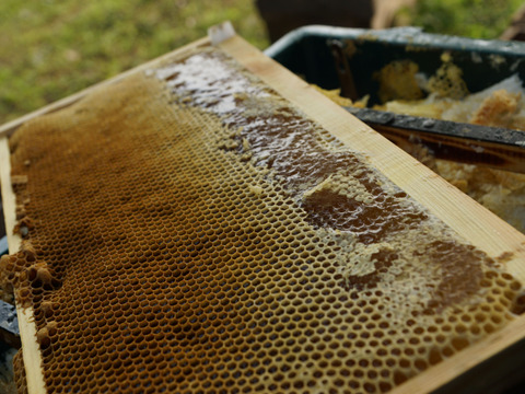 ほろ苦い柑橘系蜂蜜！カラスザンショウ200g入り