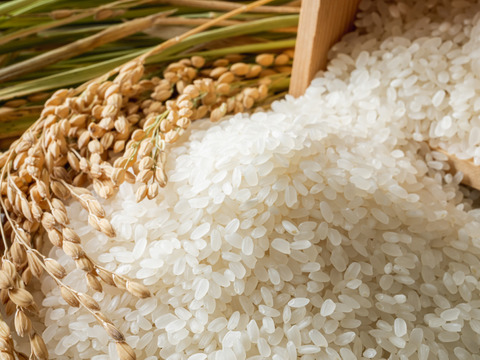 【ギフト】令和4年度精米🌾長崎県認定特別栽培米「鶴心」にこまる2kg🌾熨斗対応可