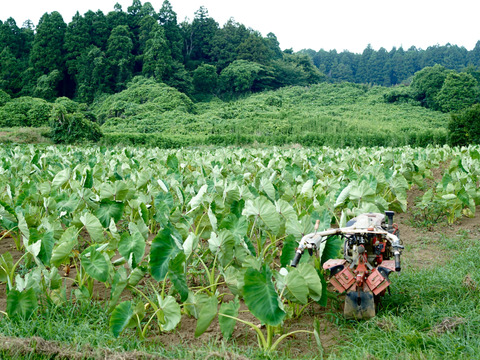 【今が旬】絶品！ねっとりなめらか舌触り！ 千葉県産 里芋「土垂」１ｋｇ