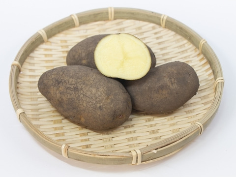 フライドポテトにぴったり！優しいお芋の風味とホクホク＆ねっとり感・ホッカイコガネ（合計5キロ）