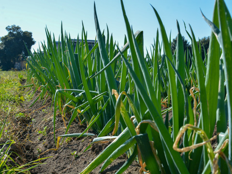 【自然栽培｜採れたて】甘くてやわらか石倉ネギ  2kg