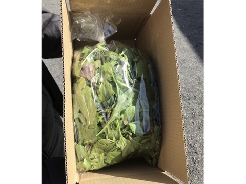 【減農薬栽培】シャキシャキ！　ベビーリーフ🍃　500g