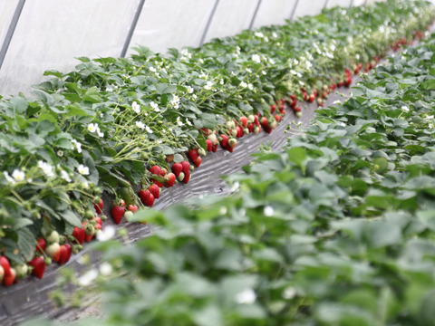 〈U FIRM!の特選あまりん〉
【This is The Strawberry】