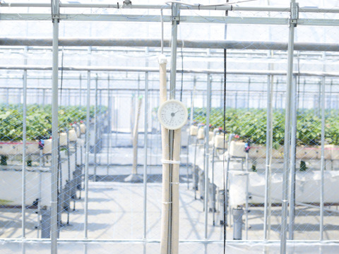 【今限定！！】朝どれ新鮮夏イチゴ「長野県産」濃厚な味わいのサマーリリカル