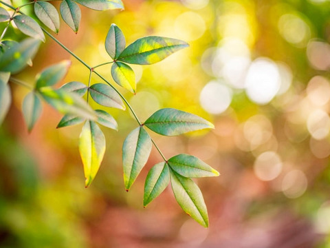 縁起物！ 南天の葉 伊勢志摩産 10g 無選別