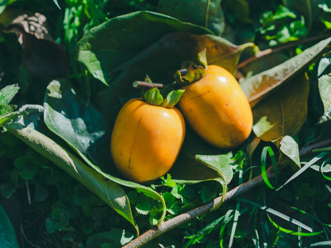 プレミアム干柿SHUKU優品15玉