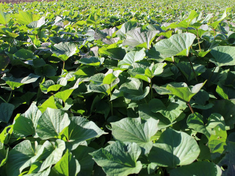 大容量！しっとり柔らか濃厚甘い【丸干し】干し芋400g×10袋