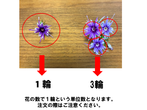 《クール便》【岐阜産】可愛さ満点♪彩り豊か♪エディブルフラワー（食用）MIX10輪　 年中収穫可能