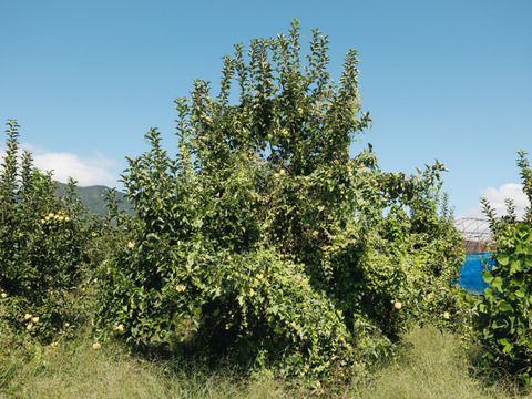 絶対死にたくないりんご