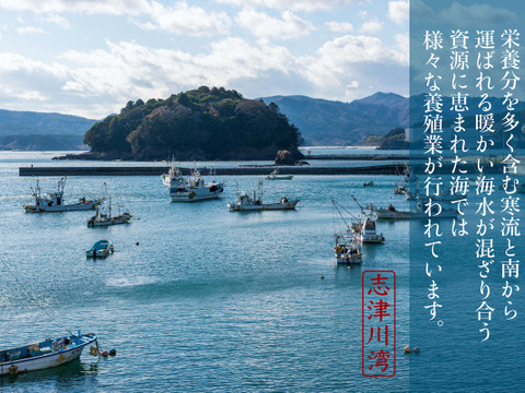 スルメイカ　小サイズ　300g✖️3パック　真空冷凍品　18〜24杯入り