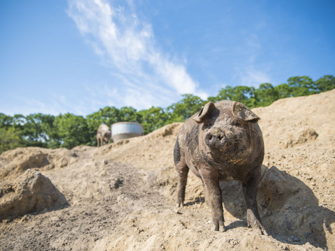 【極上ラード入り】どろぶたのラードとお肉セット