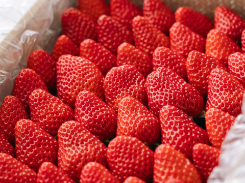 静岡県限定品種【きらぴか】1000ｇ以上　◇朝どれ完熟保証◇