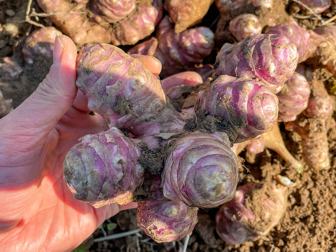 【種芋・今だけ】紅菊芋 種芋5kg 3月〜4月植え付け適期 放任栽培◎