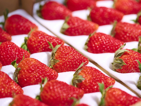 2025販売開始】【人気抜群の長野県オリジナル品種】夏でも