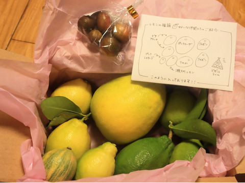 【冬ギフト】農薬不使用レモンの食べ比べ福箱！
希少ライムのおまけ付き♪