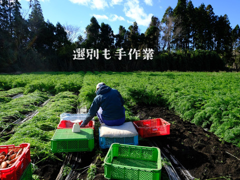 香りが濃い～🥕皮ごと食べたい
大きめ有機人参 宮崎県綾町産(ご家庭用10kg)