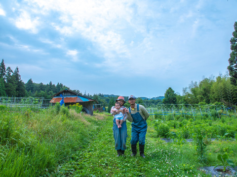 【お得なまとめ買い！！】ほぼ自然栽培！！夏が美味しい定番のズッキーニ！！