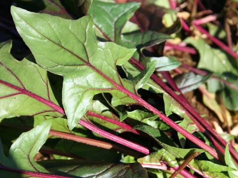 【ジュース用野菜セット】カラダに嬉しい！（人参・ビーツ・カーリーケール・赤軸ホウレンソウ）　農薬・化学肥料不使用栽培