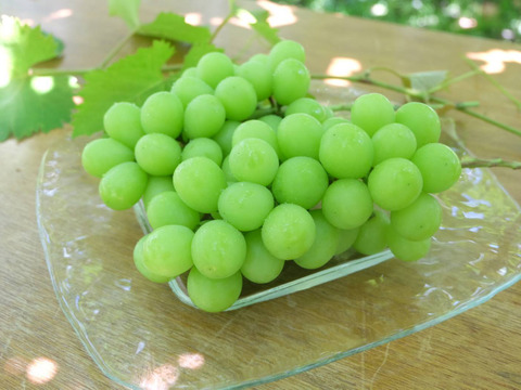 【食べる喜び・贈る喜びを感じる】シャインマスカット2㎏　4～5房