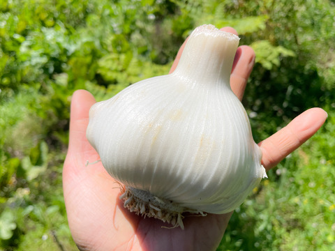 【スタミナ満点！】宮城県産 自然栽培物 ジャンボにんにく約1kg