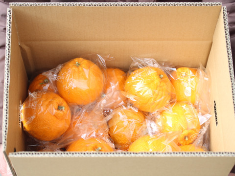 【鮮度保持袋入り】　濃厚でジューシー！「きみのデコ」（しらぬい）Lサイズ　中玉　(3kg)