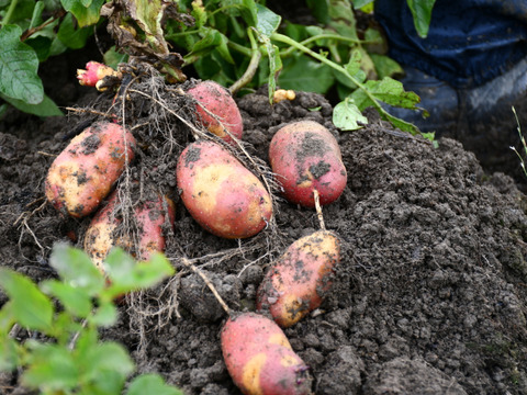 “好評につき完売間近”【不揃い・お値段30％off】インカのめざめ・ひとみお買い得セット各2.5kg・計5kg🥔超低温熟成で平均糖度超え、糖度10度を達成！不揃いの訳アリですが美味しい！