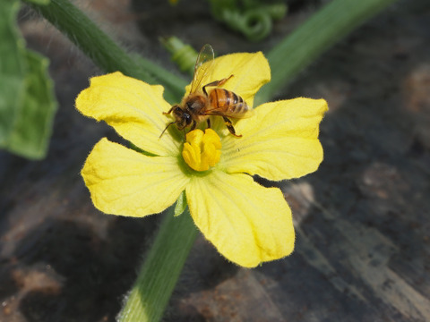 思わず笑顔が溢れる♡驚くほど甘〜い！祭りばやし大玉スイカ【4Lサイズ10〜12キロ/1玉】数量限定！
