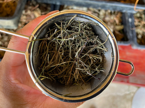 【天然スギナ】自然栽培 手摘み 1パック ネコポスでお届け