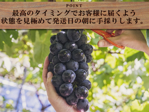 【すぐ発送！💜朝採れ山梨種無し巨峰】２キロ３～5房！一度食べたら忘れられない果汁が弾ける巨峰 【生産量日本一の山梨県産】