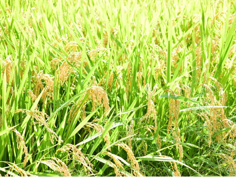 令和７年度　新米【特別栽培】もちもち食感が持続！島根の清流の恵みで育む『きぬむすめ』（一人暮らしにおすすめ・5Kg）