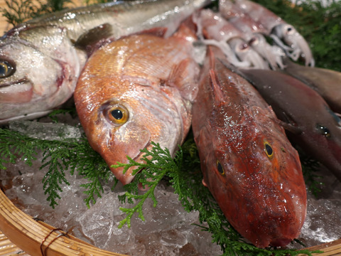 年内限定サザエ３個付 新商品 獲れたて朝出荷 徳島の旬 鮮魚box ５種下処理付き 徳島県産 食べチョク 農家 漁師の産直ネット通販 旬の食材を生産者直送