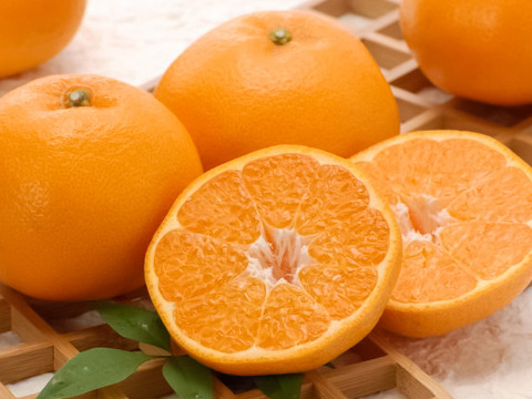 【早割！！】希少品種！！口の中でぷちぷちと弾ける新食感！！愛媛県産はるみ１０kg入【山採り無選別商品】