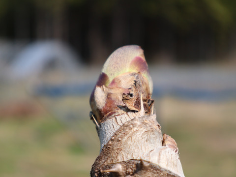 予約販売【天然物】　岡山県新見市産　標高の高い農園に自生するタラの芽　300g