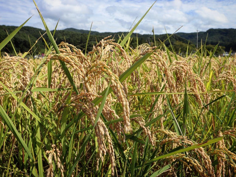 【令和3年産】農薬・化学肥料不使用　長野県産コシヒカリ　【玄米3kg】