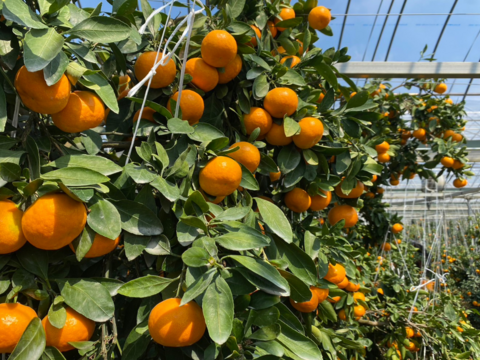 夏に美味しい唐津の極上みかん♡おためしサイズ「ハウスみかん」700g