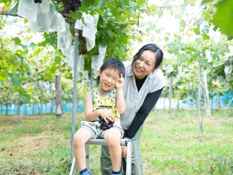 【ご家庭用3～4房】ぶどう食べ比べセット（品種おまかせ／約1.3kg）