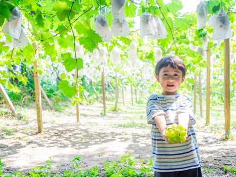【8月中旬～、北海道、沖縄、離島のお客様はコチラ】たっぷり入って大満足！ シャインマスカット摘み落とし粒 1キロ 1kg