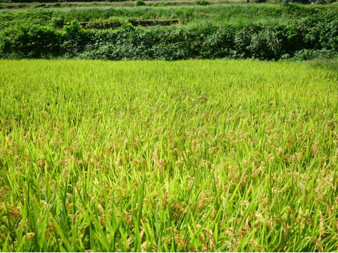 令和７年度　新米【特別栽培】もちもち食感が持続！島根の清流の恵みで育む『きぬむすめ』(プレゼントにおすすめ・2Kg）