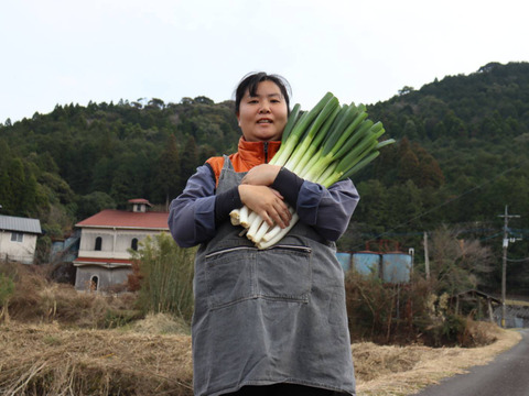 朝取り！訳あり！ナス(黒陽)　2キロ(5〜8本)