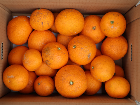 農家直送！きよみオレンジ　訳あり3kg  【平武農園】〜蛍飛ぶ町から旬の便り〜　和歌山｜有田｜田口｜ギフト