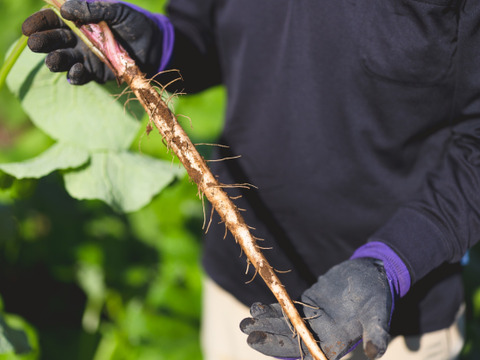 香り高い鹿児島県産新ごぼう３キロ【訳ありごぼう】