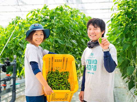 自宅で簡単調理!ビールのおつまみ野菜「遠野パドロン」【1 kg】