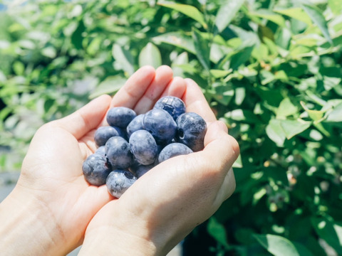 【たっぷりサイズ】極甘！樹上完熟「魚沼ブルーベリー」1kg（250g×4パック）