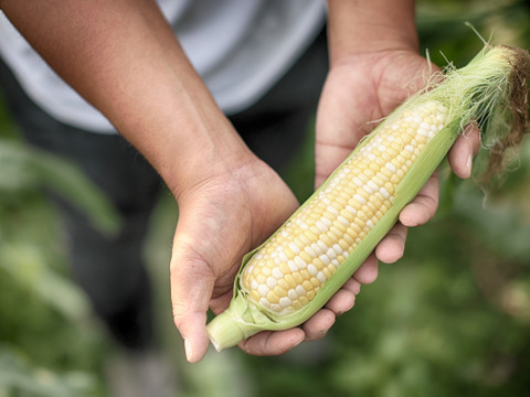 【お試し価格】とうもろこし食べ比べセット【ドルチェドリーム】【味来コーン】＜食べチョクプロデュース商品＞スイートコーン
