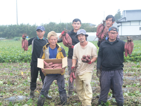 干し芋　丸干し250g 4袋　１箱4袋セット　べにはるか